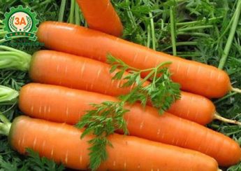 tác dụng của cà rốt, lợi ích của cà rốt,